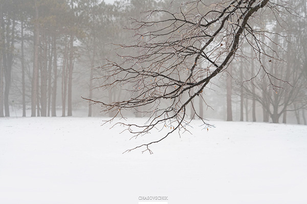2018-01-09 Arboretum Fog 025s.jpg
